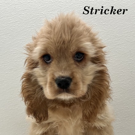 puppy, for, sale, Cocker Spaniel, Joe & Cherri  Overlease, dog, breeder, Miller, MO, dog-breeder, puppy-for-sale, forsale, nearby, find, puppyfind, locator, puppylocator, aca